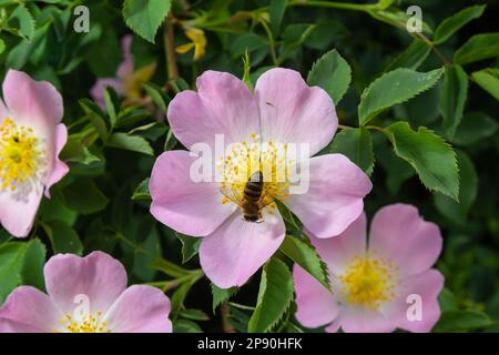 Honig Biene Apis mellifera sammelt Pollen auf weiße Blume von Bush Dog Rose. Latin Rosa Canina, ähnlich einem Sweet Briar auch als heckenrose stat Stockfoto