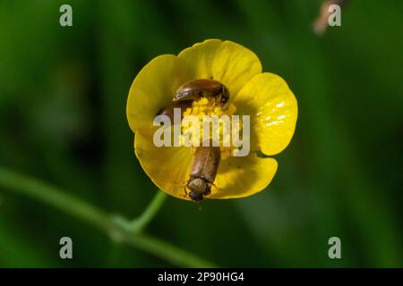 Himbeerkäfer, Byturus tomentosus, auf Blume. Dies sind Käfer aus der Fruchtwurmfamilie Byturidae, dem Hauptschädling, der Himbeeren befällt, schwarz Stockfoto