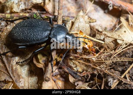 CaraBus coriaceus ist eine in Europa weit verbreitete Käferart, die vor allem in Laubwäldern und Mischwäldern zu finden ist. Nahaufnahme. Stockfoto