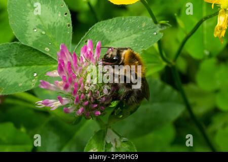 Isolierte Hummeln auf Trifolium pratense-Blüte, dem Rotklee, auf natürlichem Hintergrund. Stockfoto