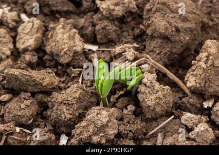 Landwirtschaftliche Soja-Plantage am sonnigen Tag - Grün wachsende Sojabohnen Pflanze gegen Sonnenlicht. Stockfoto