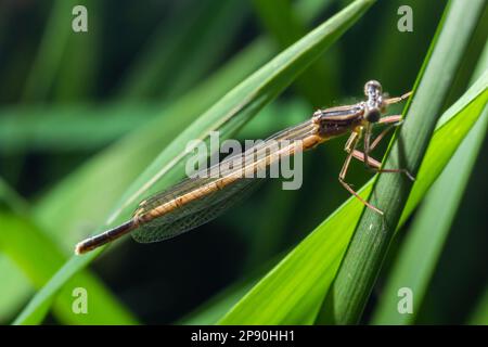 Ein blauer Federbein-Dammfliege, Platycnemis-Zwerge, ruht auf einer Pflanze, sonniger Tag im Sommer. Stockfoto