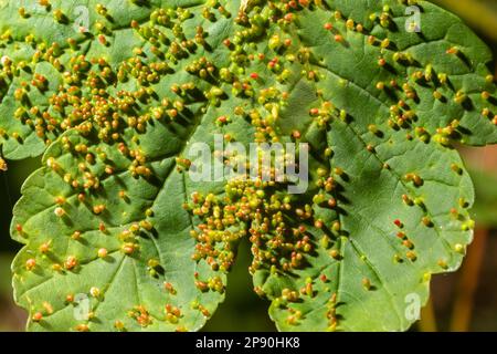 Acer opalus subsp granatensis parasitiertes Blatt mit Kiemen intensiver roter Farbe aus Aceria cf macrorhyncha natürlichem Licht. Stockfoto