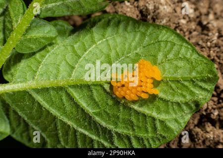 Colorado Kartoffelkäfer fressen Kartoffelblätter, Leptinotarsa decemlineata. Stockfoto