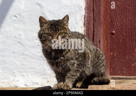 Süße Tabby-Katze, die in einem hölzernen Hüttenhaus sitzt. Porträt mit grauer Katze, die in einer hölzernen Scheune oder einem Schuppen sitzt. Tabby witziger grauer Bauernkatze im Garten Stockfoto