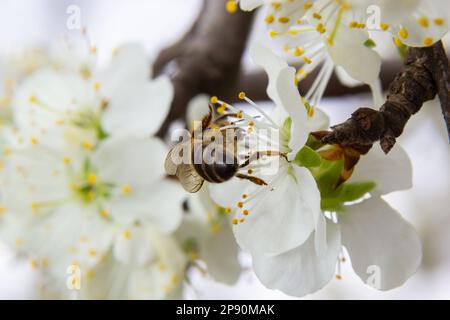 Honigbienenfliegen, Pflaumenblüten füttern und bestäuben in einem Pflaumengarten. Stockfoto