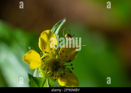 Adulte männliche Cobweb-Spinne der Familie Theridiidae. Stockfoto