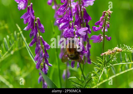 Nahaufnahme eines braunen, haarigen Arbeiters, gewöhnliche Kardermücke, Bombus Pascuorum, der Nektar aus den lila Blüten von Vogelwicken schlürfte. Stockfoto