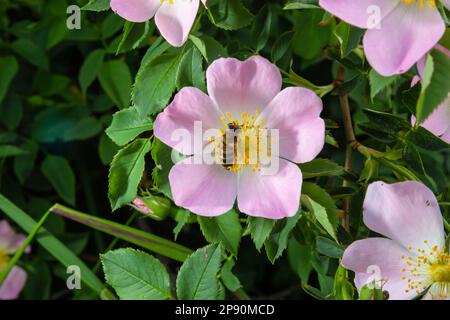 Honig Biene Apis mellifera sammelt Pollen auf weiße Blume von Bush Dog Rose. Latin Rosa Canina, ähnlich einem Sweet Briar auch als heckenrose stat Stockfoto