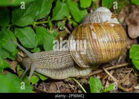 Helix pomatia auch römische Schnecke, Weinbergschnecken, weinbergschnecke oder Escargot, ist eine Pflanzenart aus der Gattung der Großen, Essbar, Atemluft- land Schnecke, eine terrestrische Pulmo Stockfoto