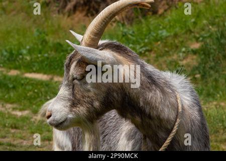 Graue Ziegenporträt auf Grashintergrund. Auf einer grünen Wiese weidende Ziege mit Hörnern, ländliche Landschaft. Stockfoto