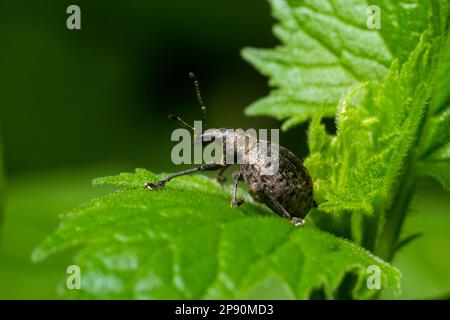 Ein schwarzer Weinkäfer, Otiorhynchus sulcatus, Familie Curculionidae, auf einem wilden Kammblatt. Stockfoto