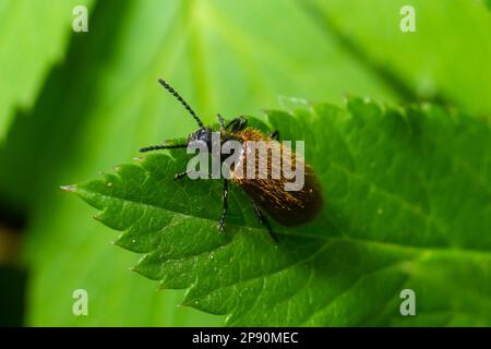 Lagria hirta Beetle. Ein haariger Käfer in der Familie Tenebrionidae, der sich angeblich von Asteraceae- und Apiaceae-Pflanzen ernähren soll. Stockfoto