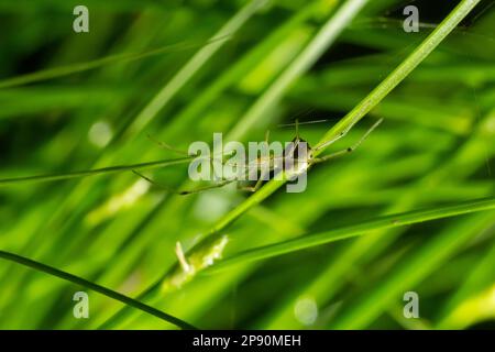 Verschlüsse der Spinne Enoplognatha ovata oder der ähnlichen Enoplognatha latimana, Familie Theridiidae. Auf der Unterseite eines Blattes aus gemeinem Ragwurz Jacoba Stockfoto