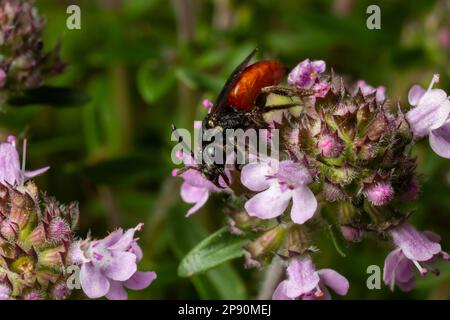 Nahaufnahme einer hübschen roten Cleptoparasiten-Blutbiene, Sphecodes albilabris. Stockfoto