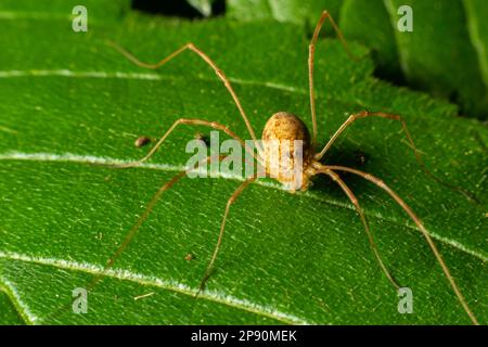 spider Opilione auf einem Blatt im Detail. Sommertag im Wald. Stockfoto