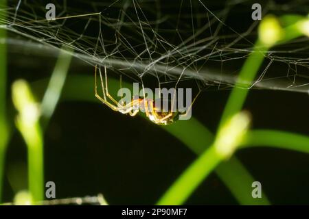 Verschlüsse der Spinne Enoplognatha ovata oder der ähnlichen Enoplognatha latimana, Familie Theridiidae. Auf der Unterseite eines Blattes aus gemeinem Ragwurz Jacoba Stockfoto