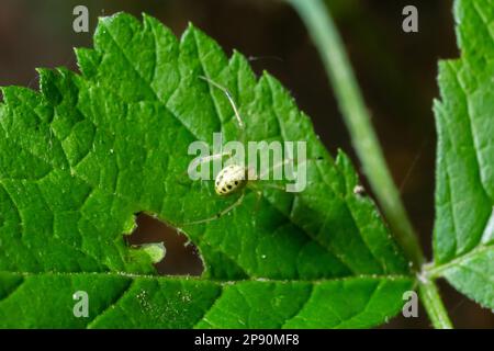 Verschlüsse der Spinne Enoplognatha ovata oder der ähnlichen Enoplognatha latimana, Familie Theridiidae. Auf der Unterseite eines Blattes aus gemeinem Ragwurz Jacoba Stockfoto