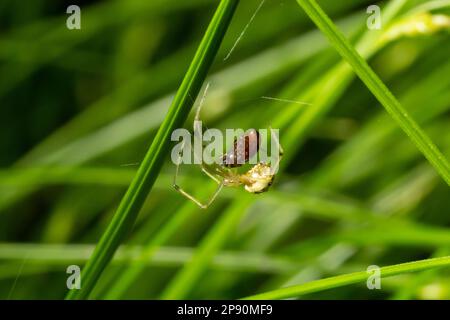 Verschlüsse der Spinne Enoplognatha ovata oder der ähnlichen Enoplognatha latimana, Familie Theridiidae. Auf der Unterseite eines Blattes aus gemeinem Ragwurz Jacoba Stockfoto