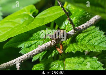 Pisaura Mirabilis, die im Juli ihren Eiersack trug. Stockfoto
