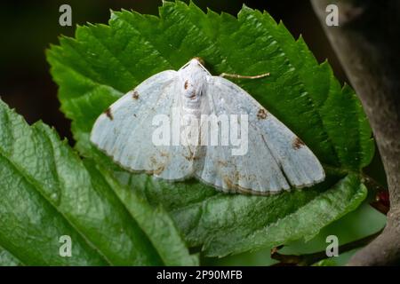 Lomographa temerata, das trübe Silber, ist eine Motte der Familie Geometridae. Trübe Silbermotte, Lomographa temerata, von oben. Stockfoto