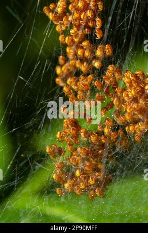 Baby orb Weaver spinnen, Spiderlings, im Nest, Gelb und Schwarz, Makro. Stockfoto