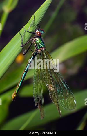 Banded demoiselle, Calopteryx splendens, sitzt auf einem Grashalm. Wunderschöne blaue demoiselle in ihrem Lebensraum. Insektenporträt mit hellgrünem Backgr Stockfoto