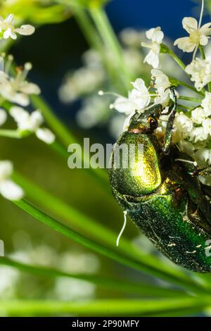 Makroaufnahme eines wunderschönen, metallischen, glänzenden Grün- und Kupferkäfers, Protaetia cuprea, auf weißer Blume in hellem Sonnenlicht. Stockfoto
