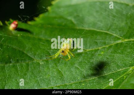 Kleine grüne Spinne, Araniella cucurbitina, auch bekannt als Gurkenspinne. Ansicht der Unterseite mit Zentrifugen. Stockfoto