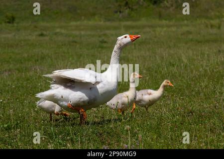 Wütende Gans schützt die Gänse draußen auf einer grünen Wiese. Landschaftskonzept, heimische Gans mit Klatsch. Stockfoto