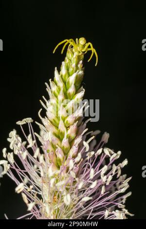 Spider Misumena vatia goldenrod crab spinder or flower ist eine Art von Krabbenspinne mit holarktischer Verteilung, die zur Familie Thomisidae gehört. Stockfoto