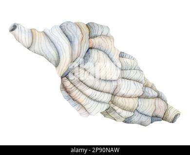 Aquarelle Zeichnung Muschel Spirale Muschel Illustration in Hellblau und Beige isoliert auf weißem Hintergrund für Aufkleber und nautische Designs Stockfoto