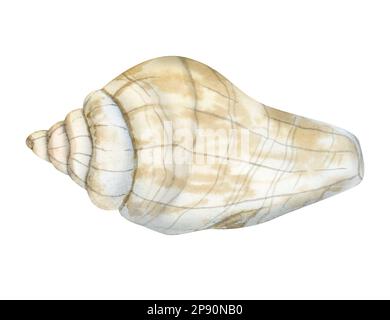 Wasserfarbene spiralförmige Muschel in Beige und Grau, isoliert auf weißem Hintergrund für Aufkleber und nautische Designs. Stockfoto