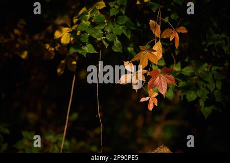 Gelbe Blätter von Wildwein auf dunklem Hintergrund Stockfoto