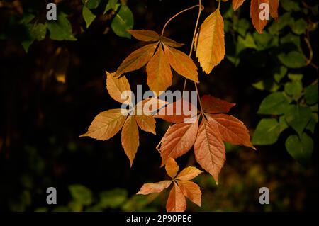 Gelbe Blätter von Wildwein auf dunklem Hintergrund Stockfoto