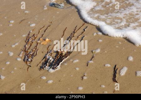 Algen liegen am Ostseestrand Stockfoto