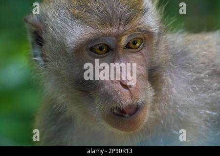 Krabbenmakaken (Macaca fascicularis), auch bekannt als Langschwanzmakaken, sind in Bali weit verbreitet Stockfoto