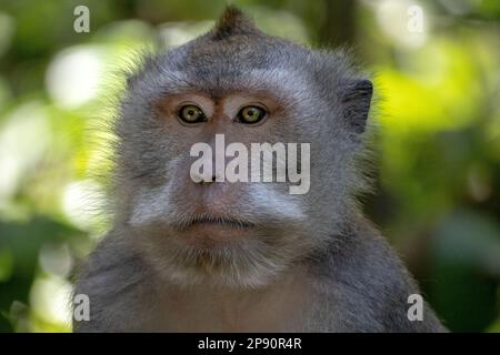 Krabbenmakaken (Macaca fascicularis), auch bekannt als Langschwanzmakaken, sind in Bali weit verbreitet Stockfoto
