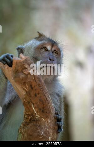 Krabbenmakaken (Macaca fascicularis), auch bekannt als Langschwanzmakaken, sind in Bali weit verbreitet Stockfoto