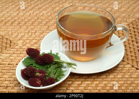 Tee aus Großer Wiesenknopf, Heilpflanze, medizinische Verwendung, einheimische Wildpflanze, Heiltee, Kräutertee, Sanguisorba officinalis Stockfoto