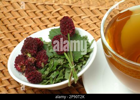 Tee aus Großer Wiesenknopf, Heilpflanze, medizinische Verwendung, einheimische Wildpflanze, Heiltee, Kräutertee, Sanguisorba officinalis Stockfoto