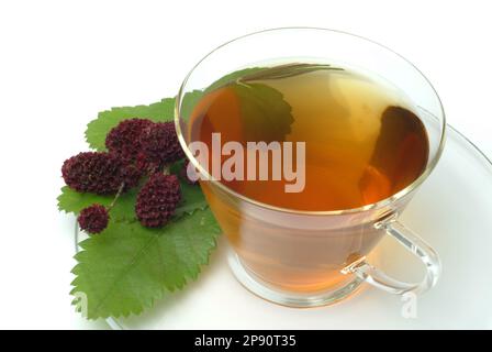 Tee aus Großer Wiesenknopf, Heilpflanze, medizinische Verwendung, einheimische Wildpflanze, Heiltee, Kräutertee, Sanguisorba officinalis Stockfoto