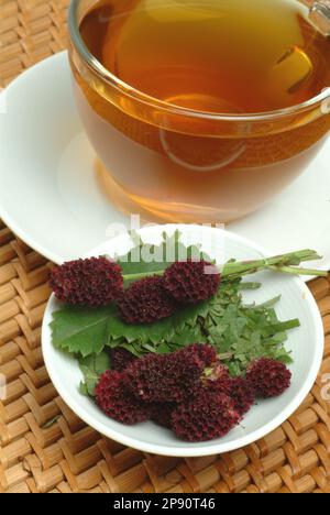 Tee aus Großer Wiesenknopf, Heilpflanze, medizinische Verwendung, einheimische Wildpflanze, Heiltee, Kräutertee, Sanguisorba officinalis Stockfoto