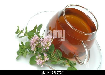 Tee aus Dost, Oregano, wilder Majoran, Heilpflanze, Heiltee, Kräutertee, Dosttee, Oreganotee, Origanum vulgare Stockfoto