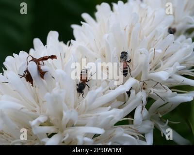 Gruppe roter Zwerg Honigbiene auf Robusta-Kaffeeblüte auf Baumpflanze mit grünem Blatt mit schwarzer Hintergrundfarbe. Blütenblätter und weiße Bühnen der Blüte Stockfoto