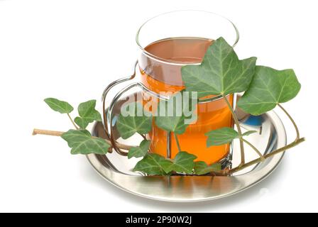 Efeutee, Tee aus Efeublttern, Krutertee, heiltee, medizinische Verwendung,  Tee aus Efeu, Krutertee, Heiltee, Hedera Helix, Edera, Tass  Stockfotografie - Alamy