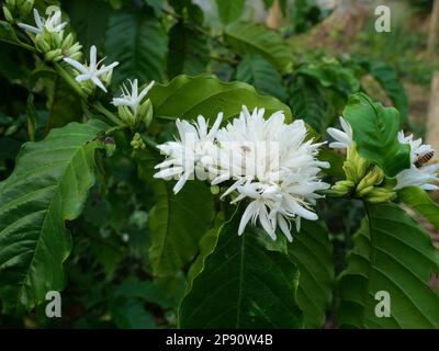 Gruppe roter Zwerg Honigbiene auf Robusta-Kaffeeblüte auf Baumpflanze mit grünem Blatt mit schwarzer Hintergrundfarbe. Blütenblätter und weiße Bühnen der Blüte Stockfoto