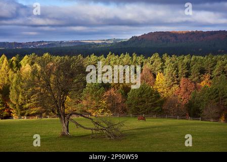 Einsamer Baum auf dem Biała Góra in Zwierzyniec Stockfoto
