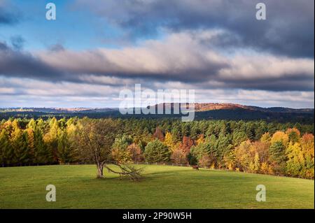 Ein riesiges Herbstpanorama mit Roztocze-Hügeln und Wäldern Stockfoto