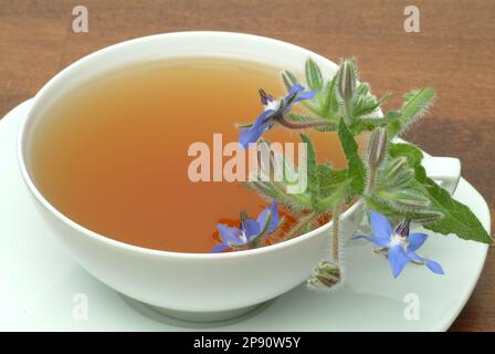Tee aus Borretsch, Borretschtee, Heilpflanze, Gewürz, Kräuter, Kräutertee, medizinische Verwendung, Tasse Tee mit frischem Blütenzweig daneben, Borago Stockfoto
